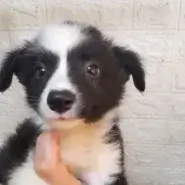 2ヶ月のボーダーコリー