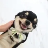 甘えん坊のボー