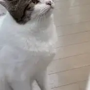 まん丸おめめ 濃姫ちゃん(女の子4歳)