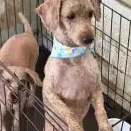 トイプードル成犬
