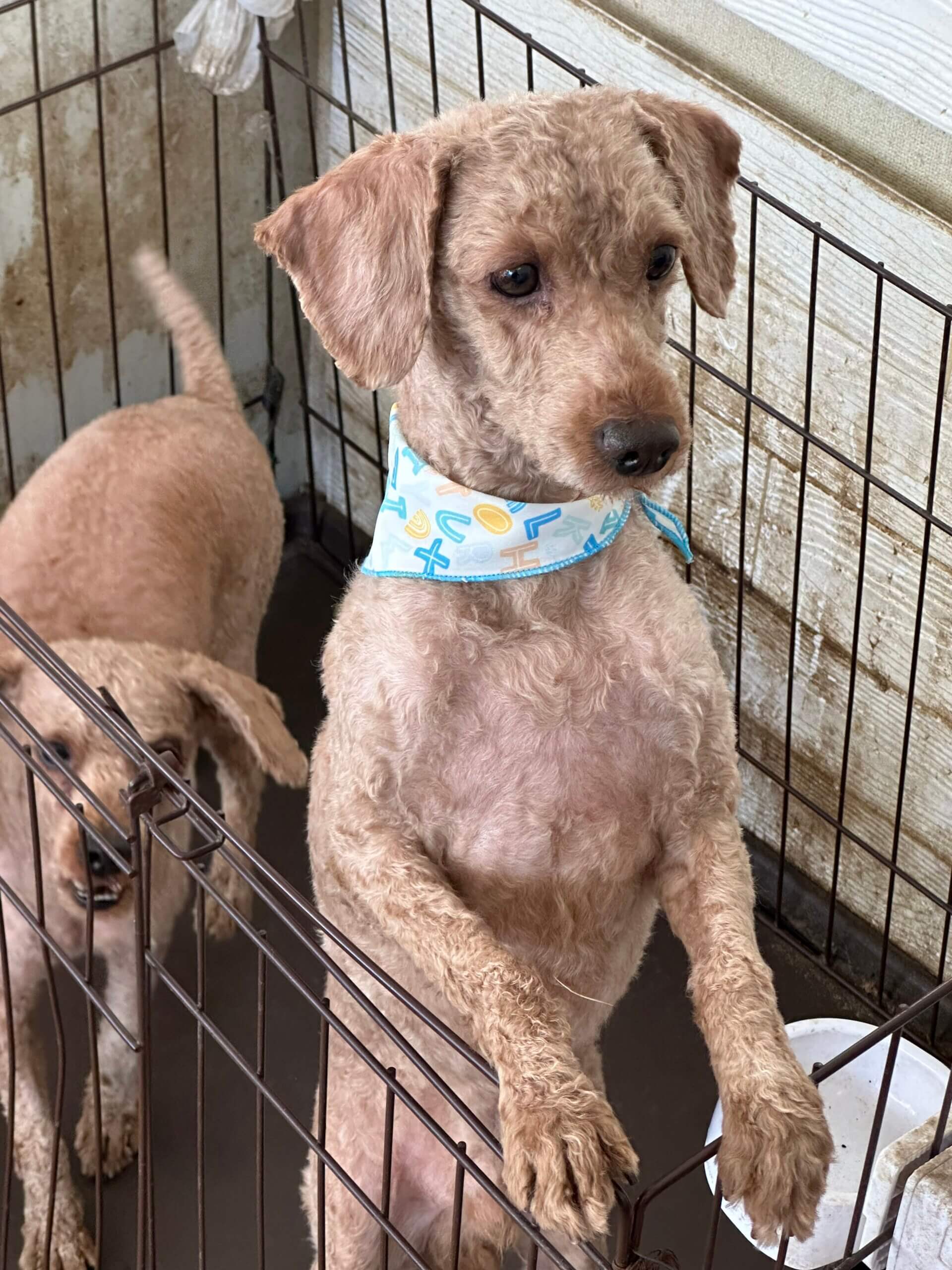 トイプードル成犬