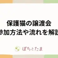 保護猫の譲渡会とは？流れ・持ち物・当日の質問を実データで解説