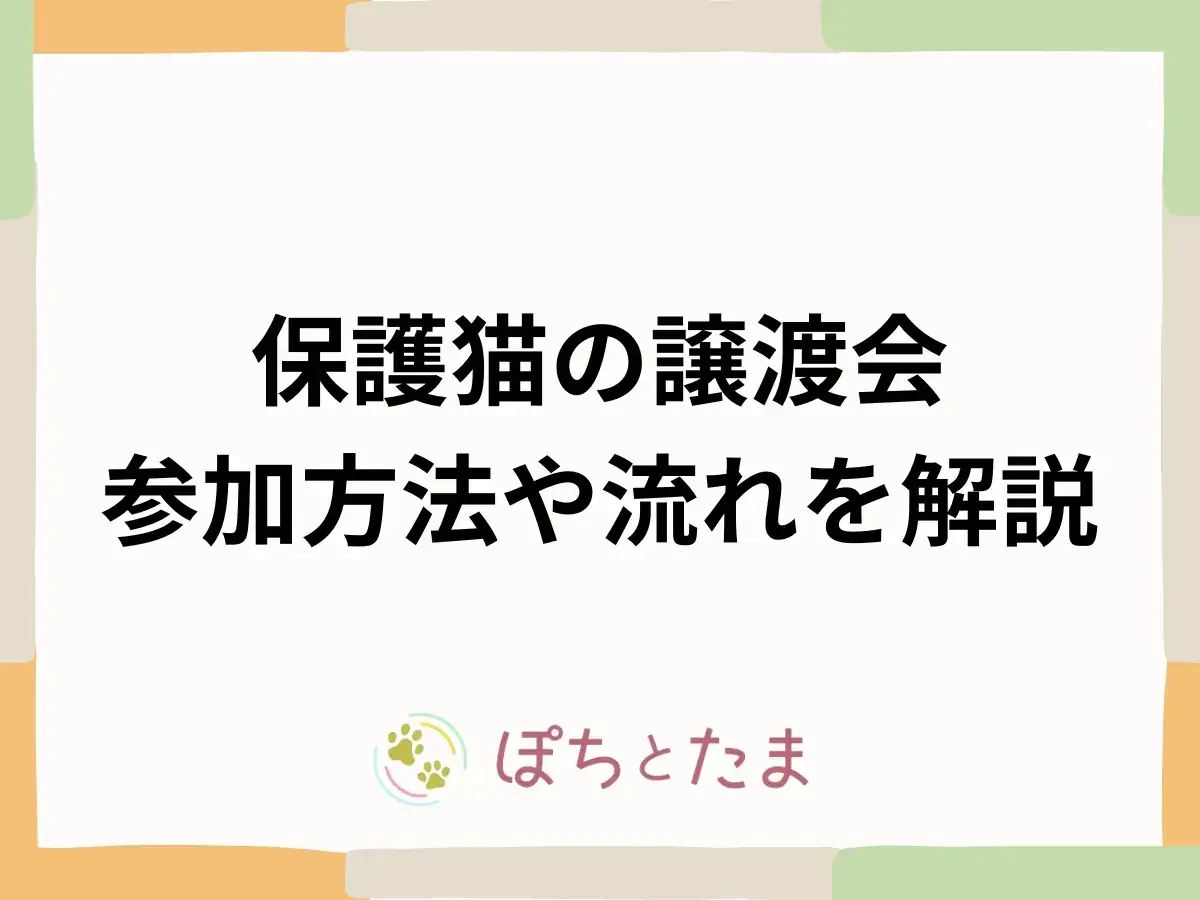 保護猫の譲渡会とは？流れ・持ち物・当日の質問を実データで解説