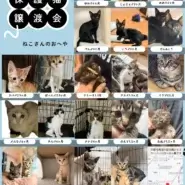 触れ合える!子猫だらけの保護猫譲渡会