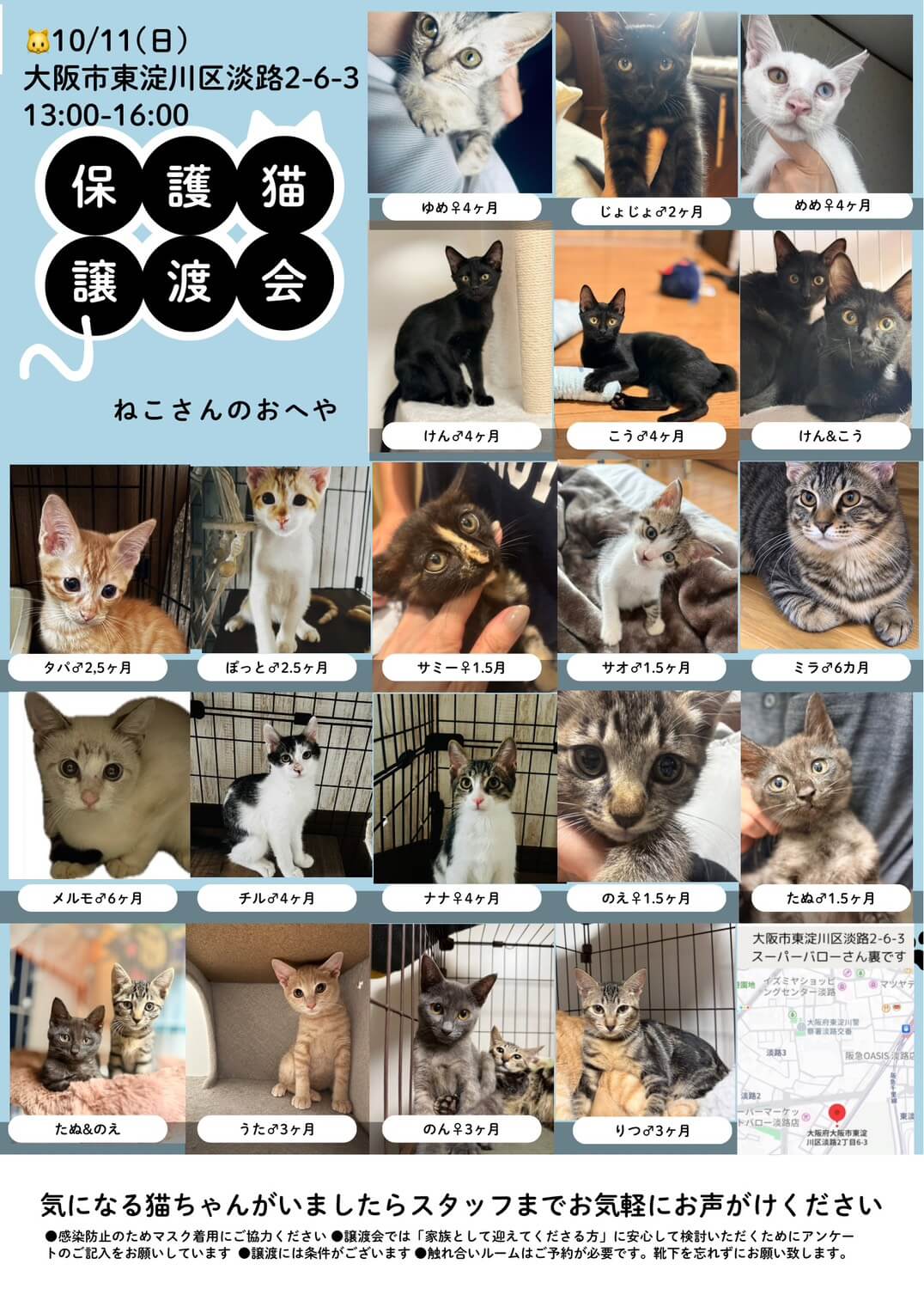 触れ合える！子猫だらけの保護猫譲渡会