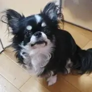 （チワワ）元気いっぱいなクロコちゃん