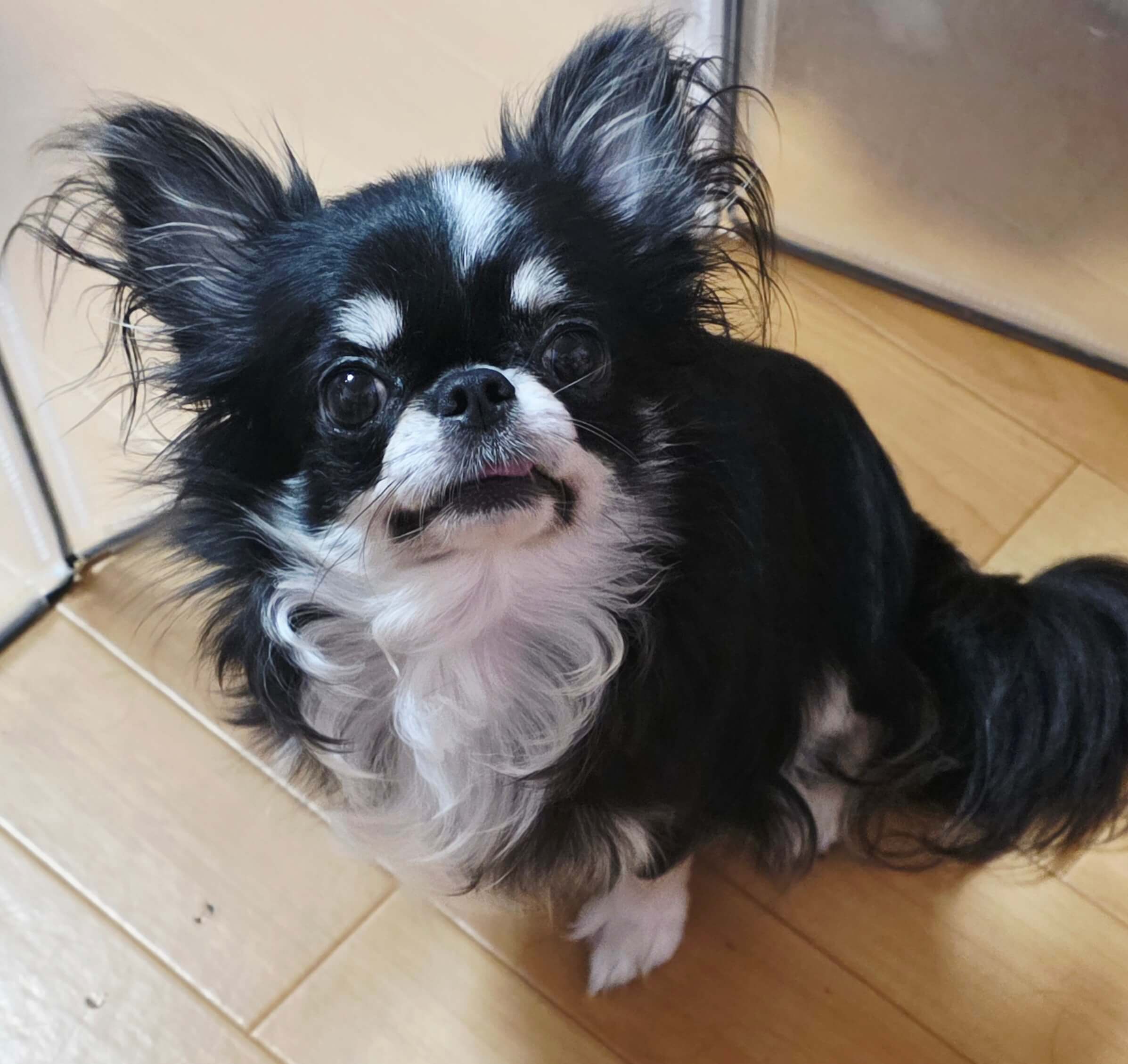 (チワワ)元気いっぱいなクロコちゃん