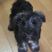 （Mシュナウザー）人が大好きなシュウくん