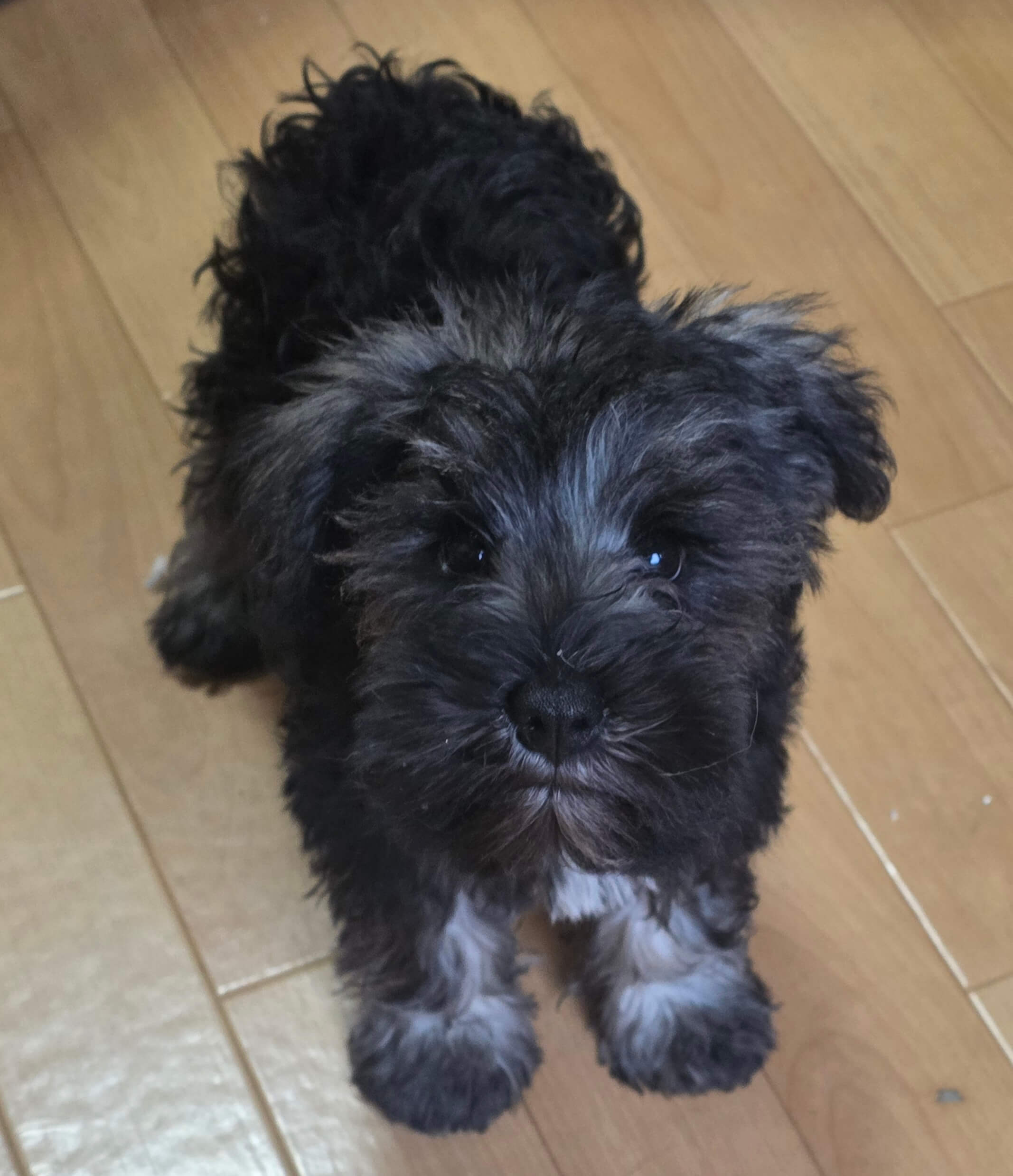 (Mシュナウザー)人が大好きなシュウくん