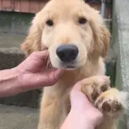 (ゴールデンレトリバー)人が大好きなリンゴちゃん