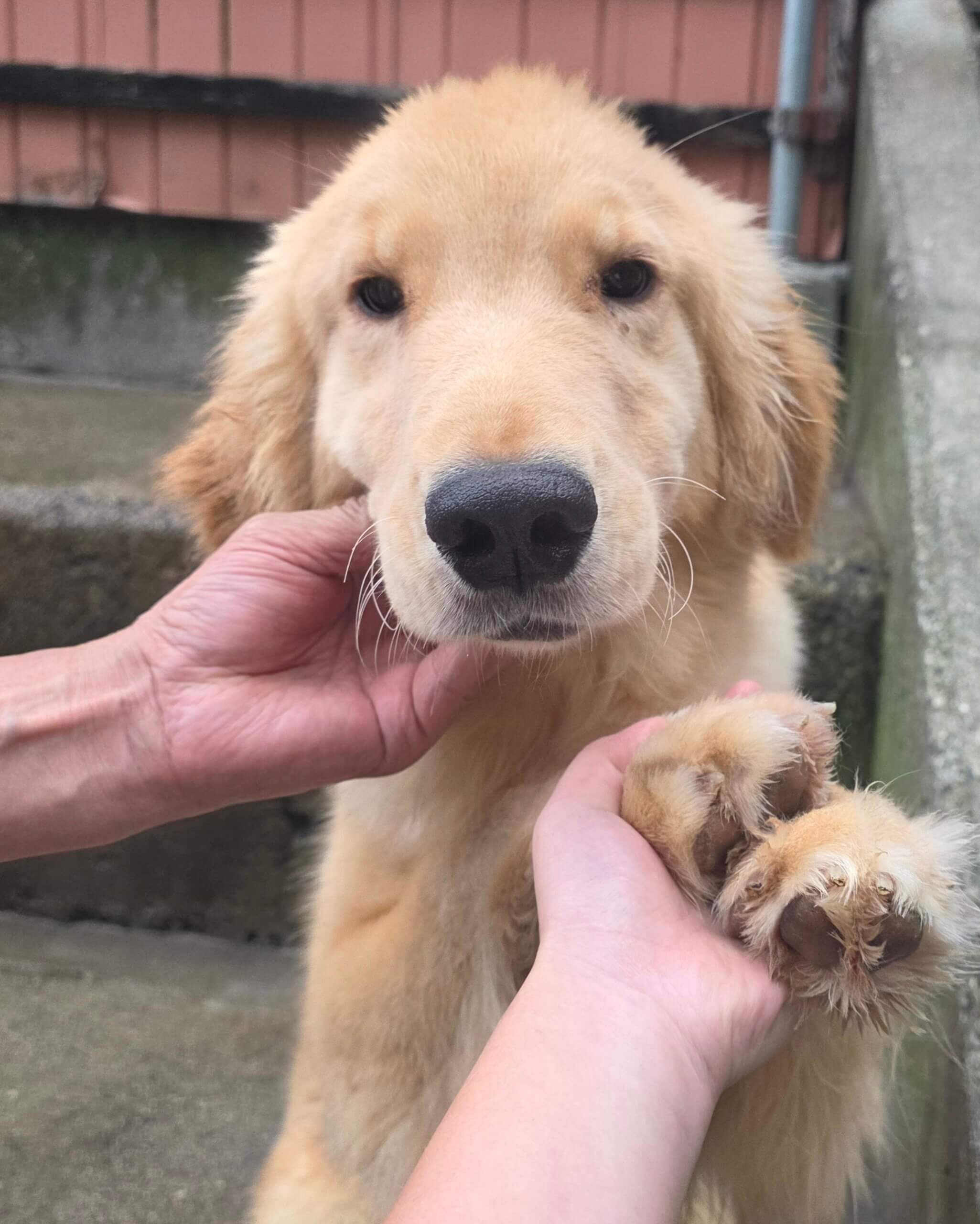 (ゴールデンレトリバー)人が大好きなリンゴちゃん