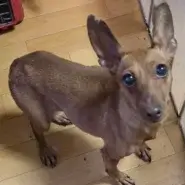 (ミニピン)元気いっばいなツナちゃん
