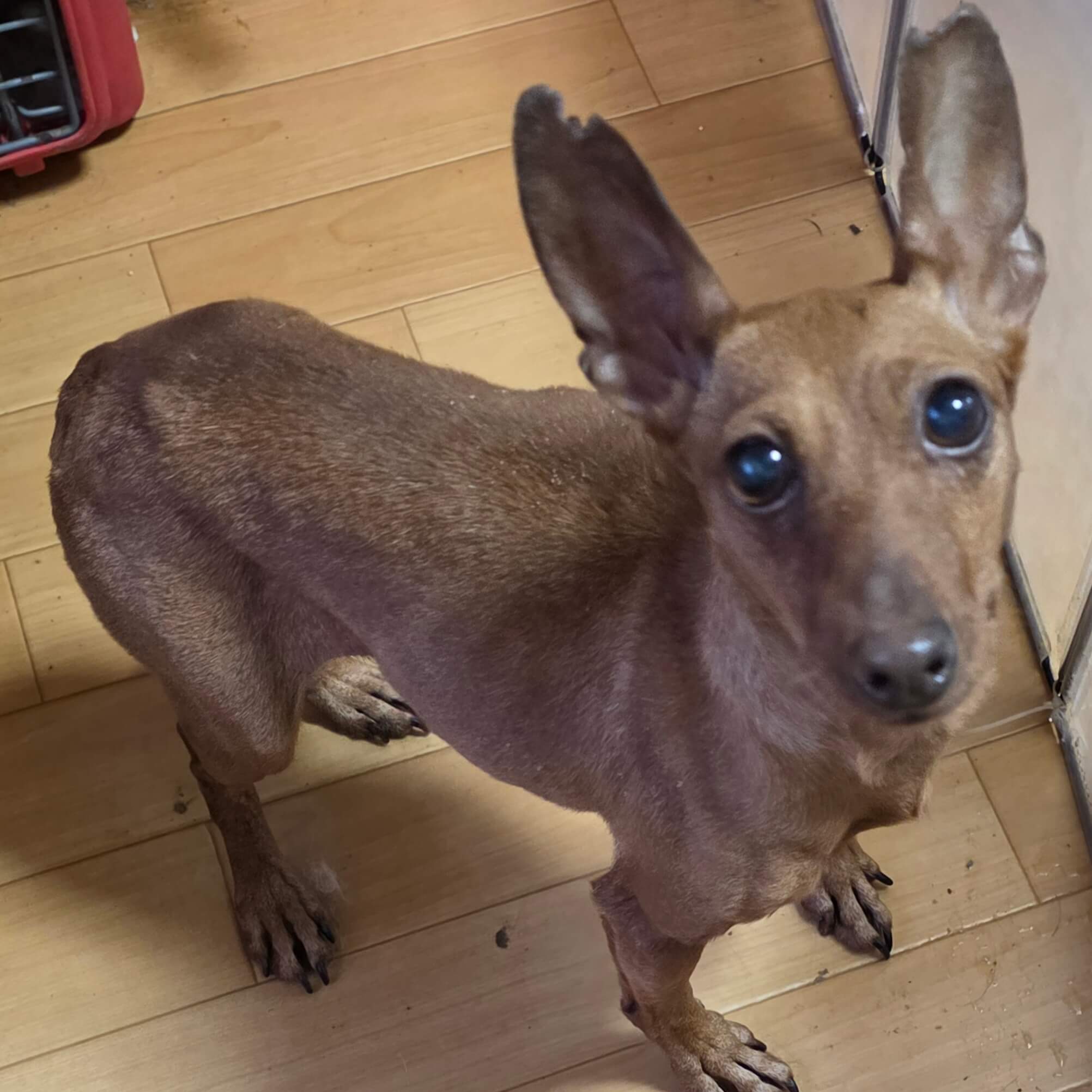 (ミニピン)元気いっばいなツナちゃん