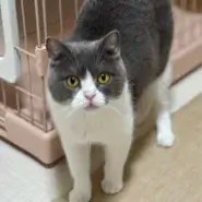 （ブリティッシュショートヘア）アムちゃん