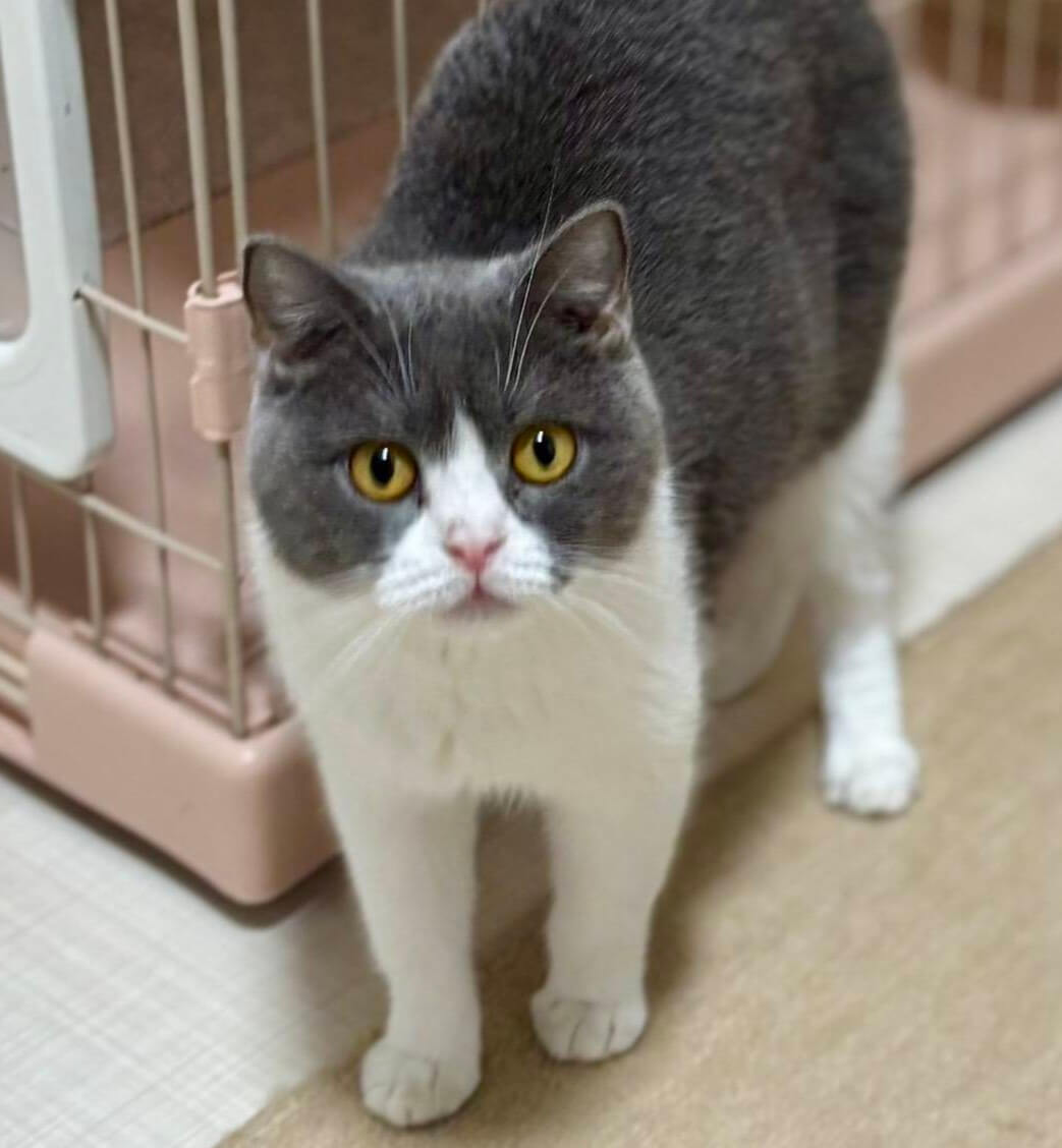 (ブリティッシュショートヘア)アムちゃん