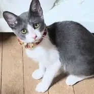 in江南市☆子ねこ祭り☆保護猫達をオウチに迎えよう☆2026年9月27日（日）～ 非営利団体「ちーむ にゃいんず」