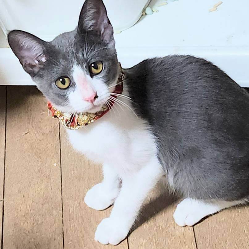 in江南市☆子ねこ祭り☆保護猫達をオウチに迎えよう☆2026年9月27日（日）～ 非営利団体「ちーむ にゃいんず」