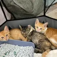 in岡崎市☆子ねこ祭り☆保護猫達を暖かいオウチに迎えよう☆2026年9月27日（日）～ 非営利団体「ちーむ にゃいんず」