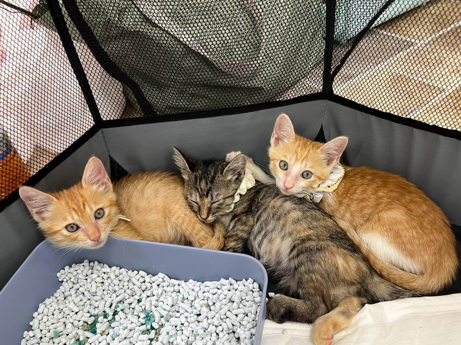 in岡崎市☆子ねこ祭り☆保護猫達を暖かいオウチに迎えよう☆2026年9月27日(日)~ 非営利団体「ちーむ にゃいんず」