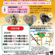 NPO法人　おおさかねこネット　子猫の里親会