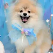 ポメラニアン10ヶ月