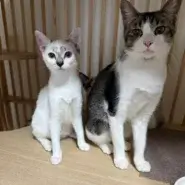 ３.５ヶ月の子猫３匹と１歳半の母猫