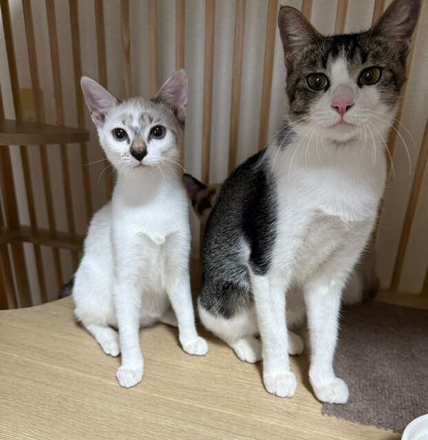 3.5ヶ月の子猫3匹と1歳半の母猫
