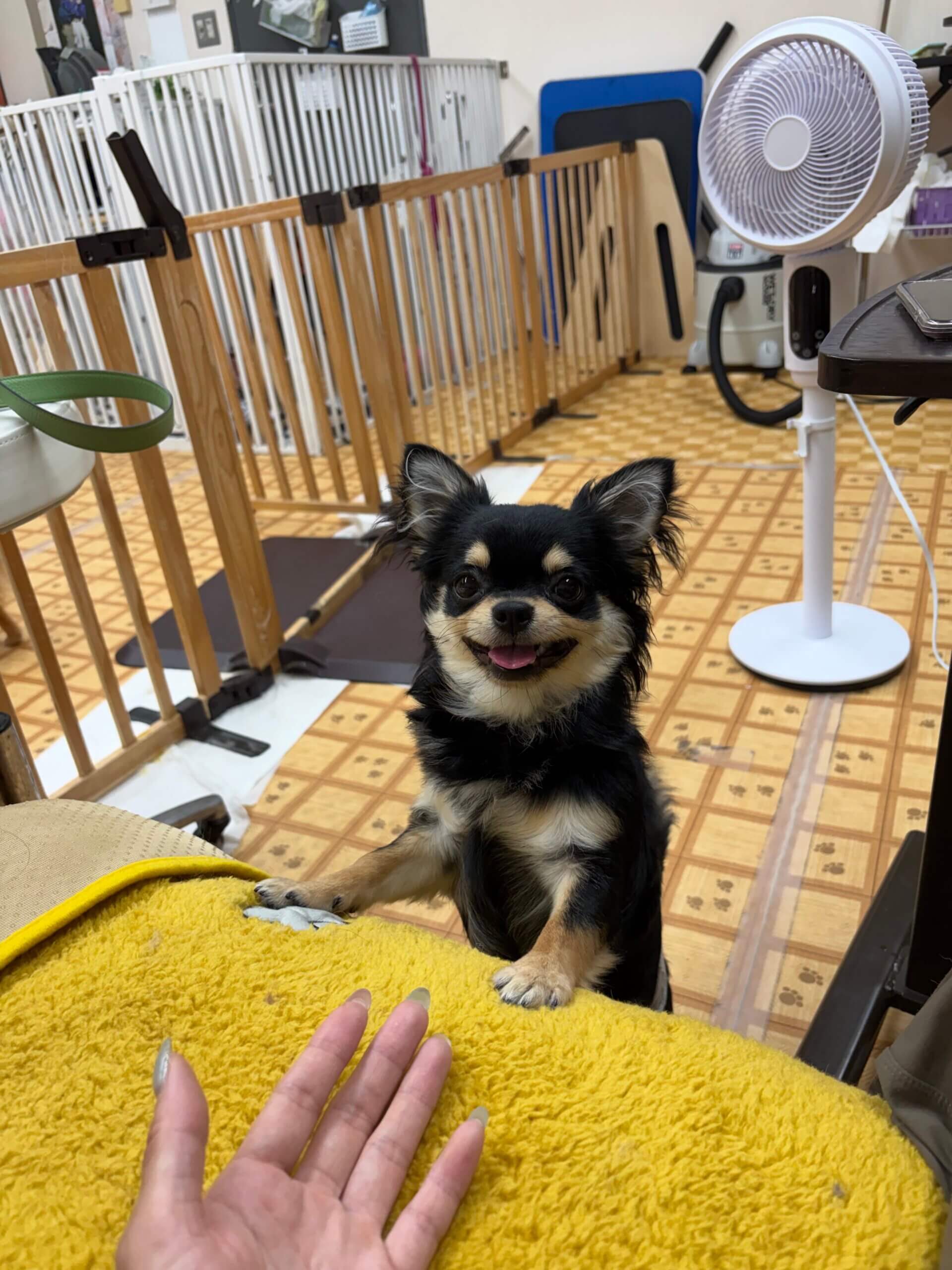 甘えん坊のボー