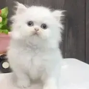 ホワイトペルシャ子猫