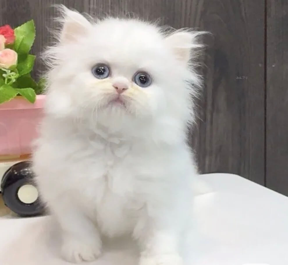 ホワイトペルシャ子猫