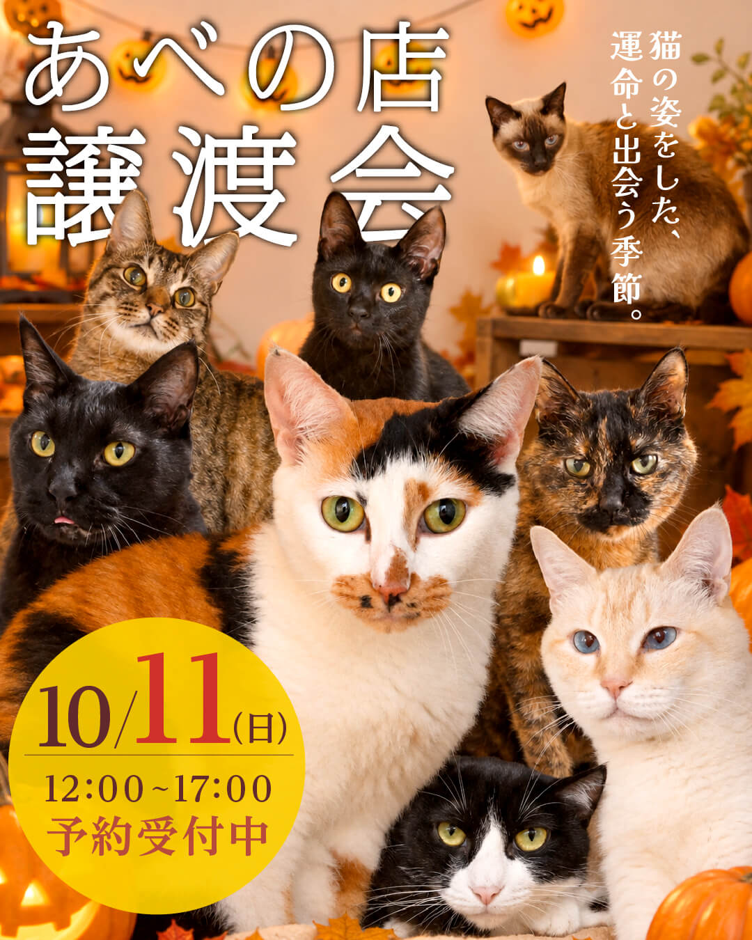 あべの譲渡会