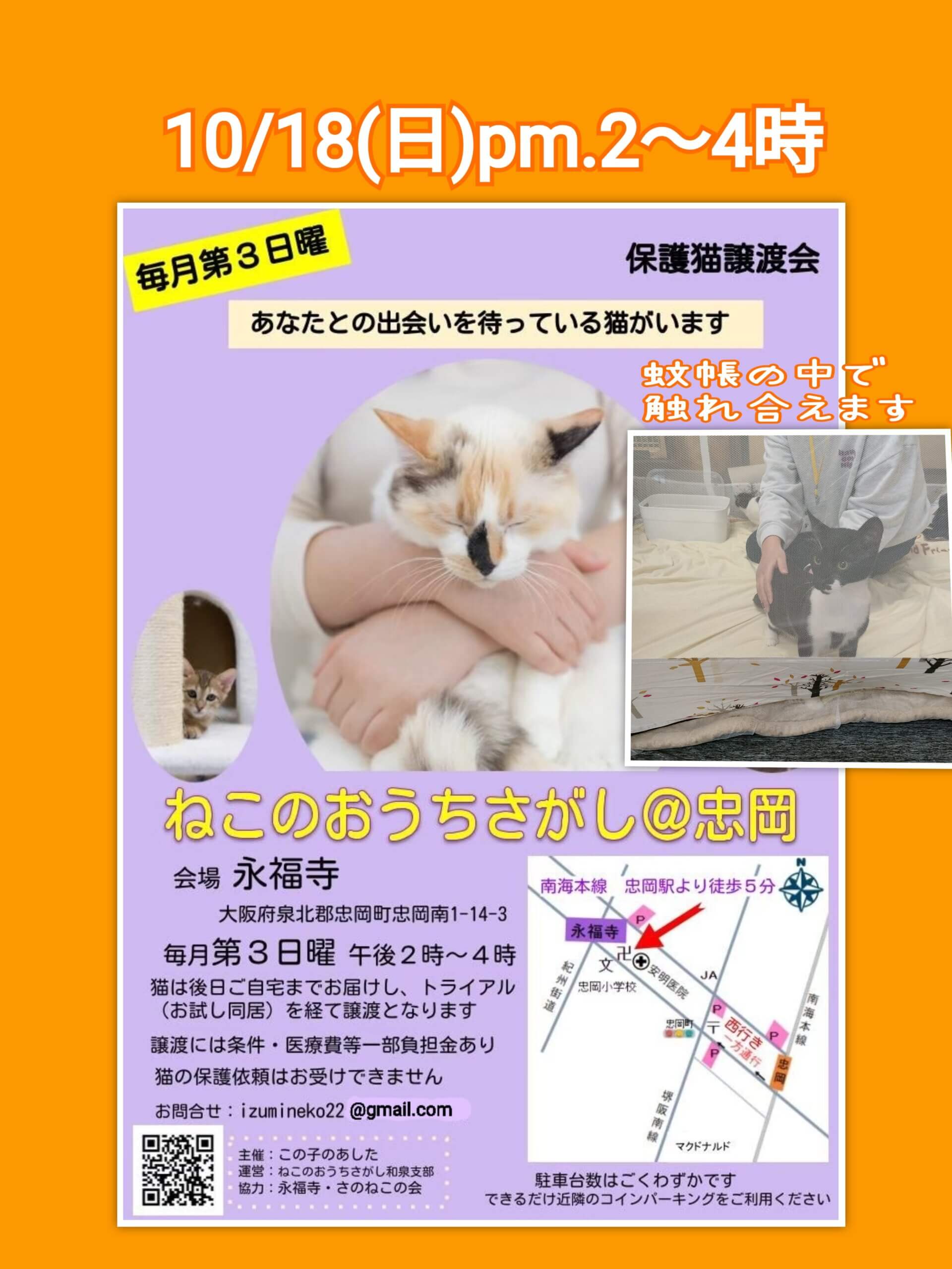 大阪・忠岡｜蚊帳で保護猫とふれあえる譲渡会