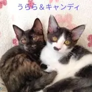 in春日井市☆子ねこ祭り☆保護猫達を暖かいオウチに迎えよう☆2026年10月3日（土）～ 非営利団体「ちーむ にゃいんず」