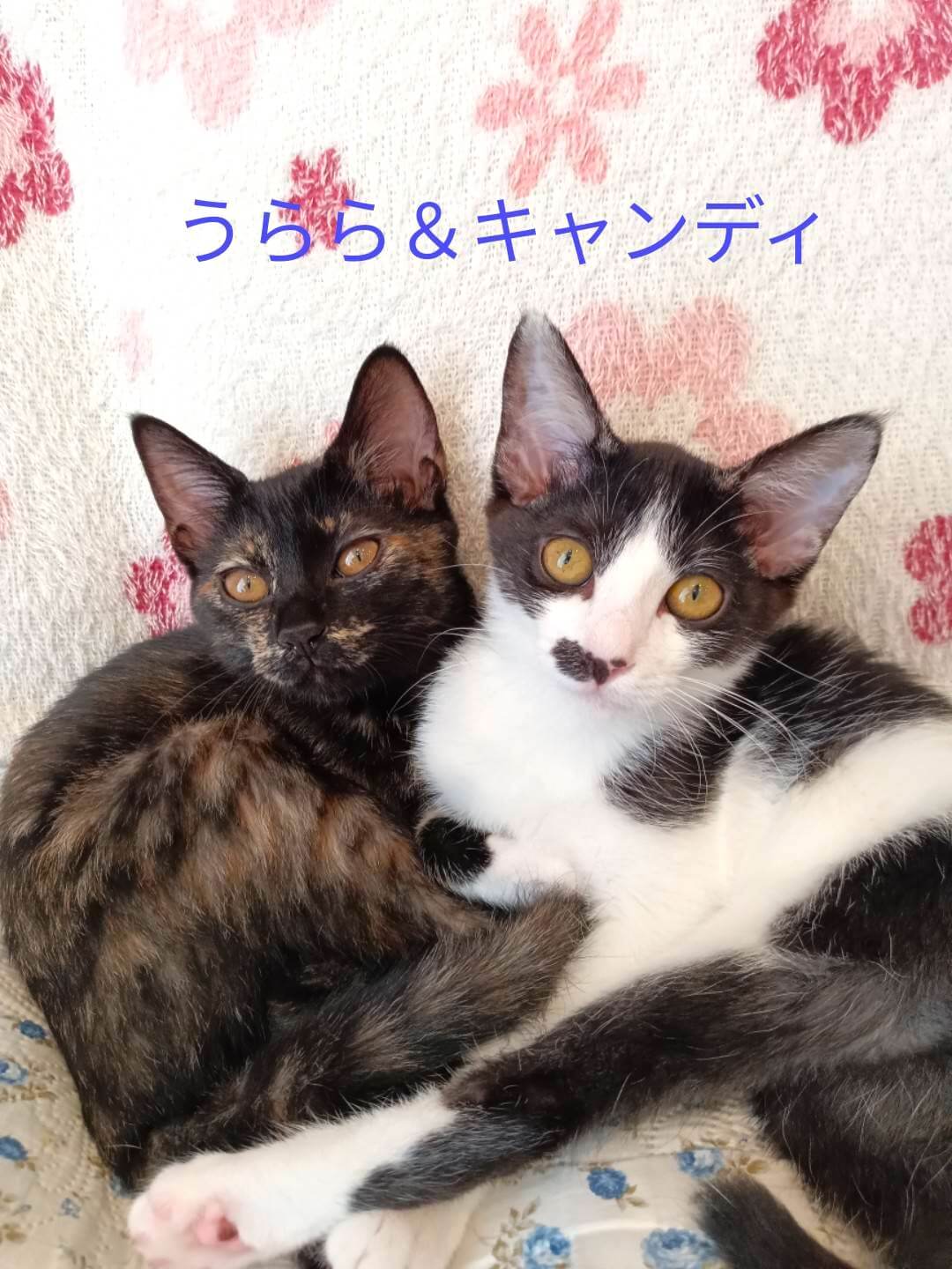 in春日井市☆子ねこ祭り☆保護猫達を暖かいオウチに迎えよう☆2026年10月3日(土)~ 非営利団体「ちーむ にゃいんず」