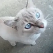 とてもきれいなブルーの目をした猫です。