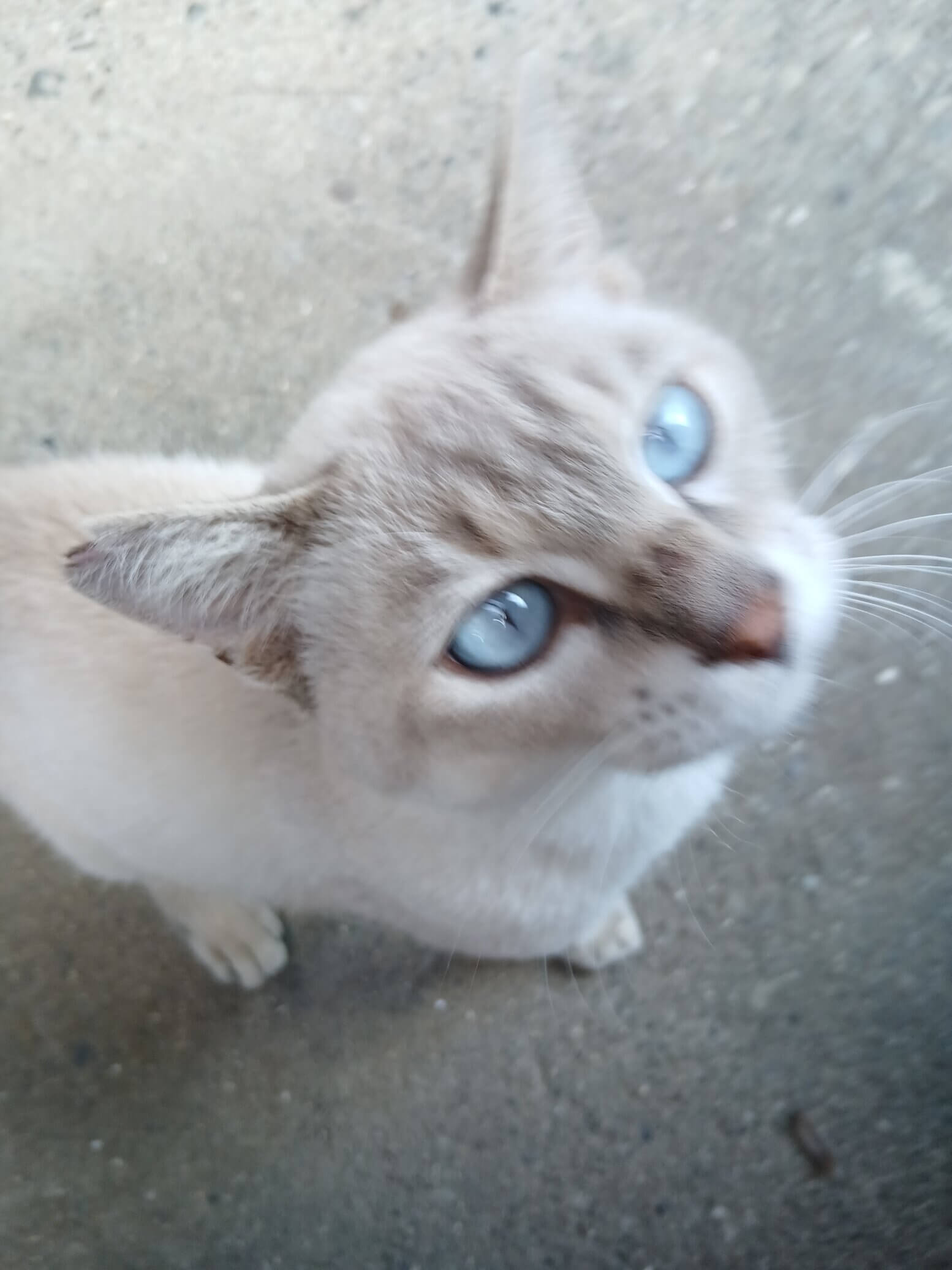 とてもきれいなブルーの目をした猫です。