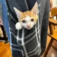 in江南市☆子ねこ祭り☆保護猫達をオウチに迎えよう☆2026年10月11日(日)~ 非営利団体「ちーむ にゃいんず」
