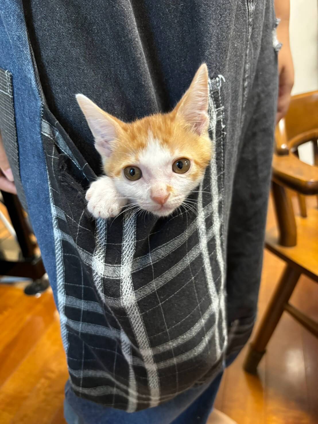 in江南市☆子ねこ祭り☆保護猫達をオウチに迎えよう☆2026年10月11日（日）～ 非営利団体「ちーむ にゃいんず」