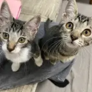 in名古屋市☆子ねこ祭り☆保護猫達をオウチに迎えよう☆2026年10月11日(日)~ 非営利団体「ちーむ にゃいんず」