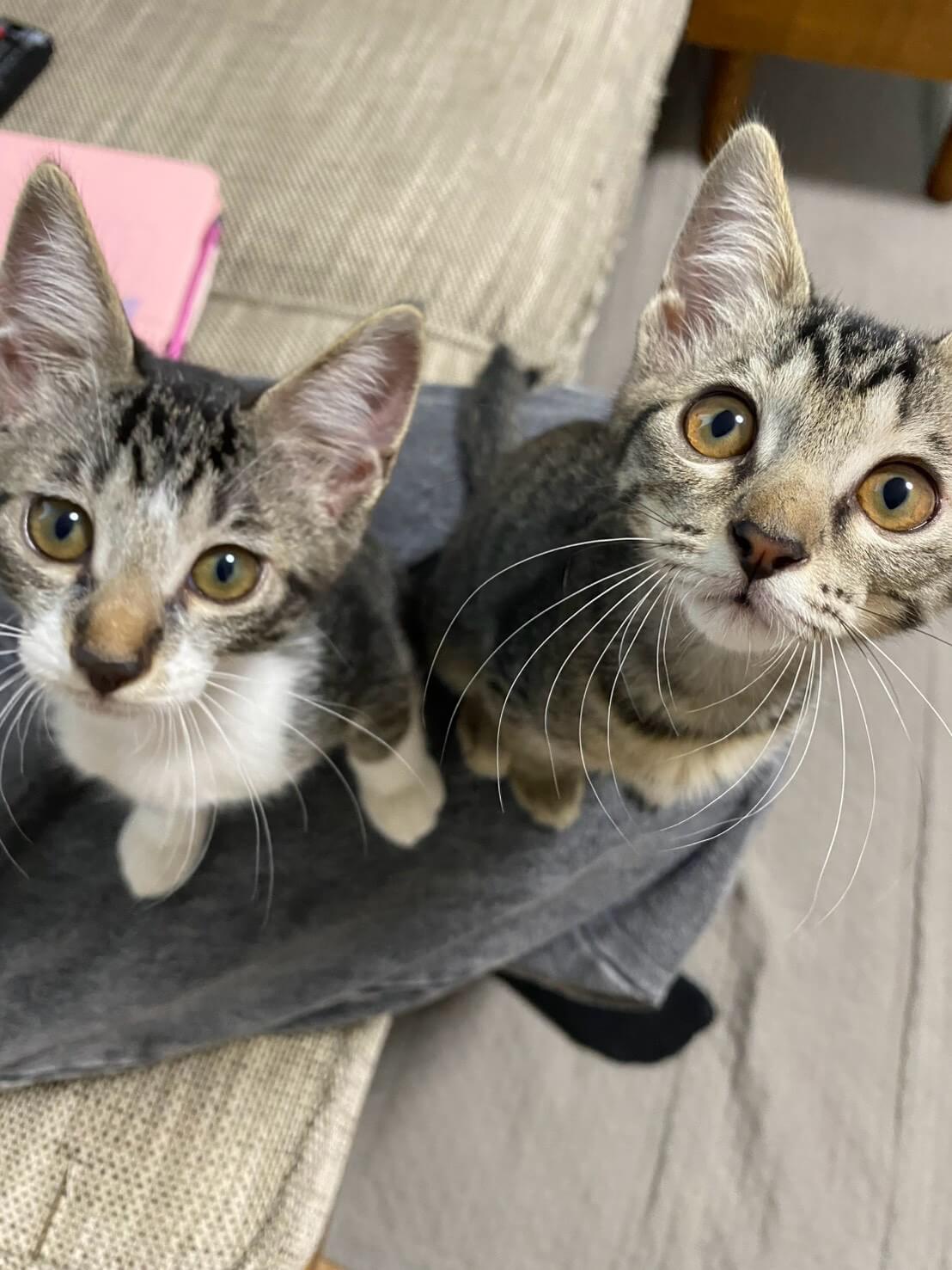 in名古屋市☆子ねこ祭り☆保護猫達をオウチに迎えよう☆2026年10月11日(日)~ 非営利団体「ちーむ にゃいんず」