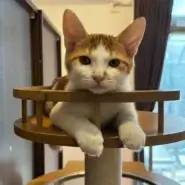 in江南市☆ハロウィン☆保護猫達をオウチに迎えよう☆2026年10月25日（日）～ 非営利団体「ちーむ にゃいんず」