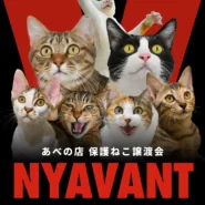 あべの店 保護ねこ譲渡会 ”NYAVANT”