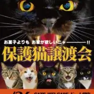 ドーム前保護猫譲渡会