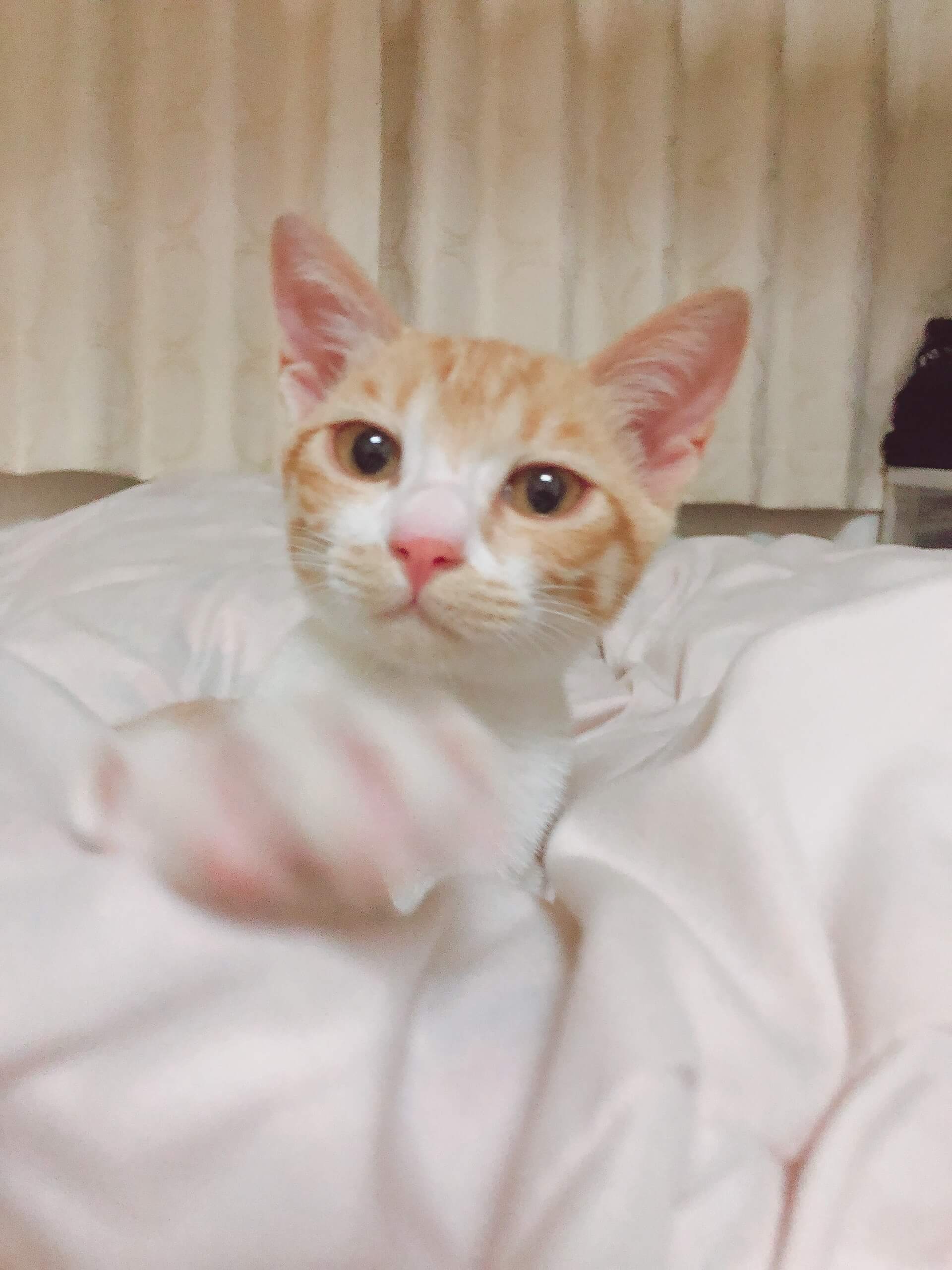 すくすく成長中!育ち盛りのチャチャちゃん(仮名)