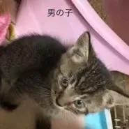 生後2ヶ月前後の子猫3匹