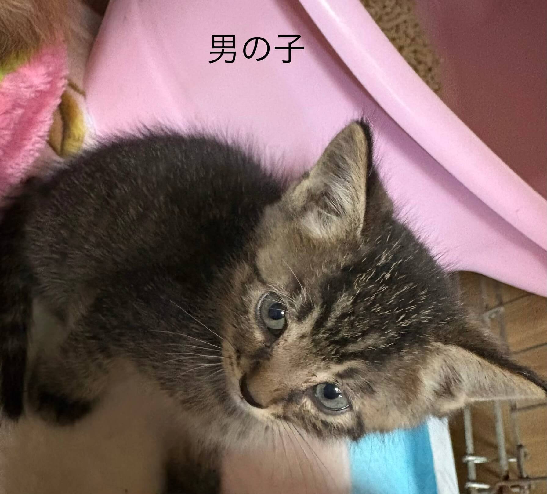 生後2ヶ月前後の子猫3匹