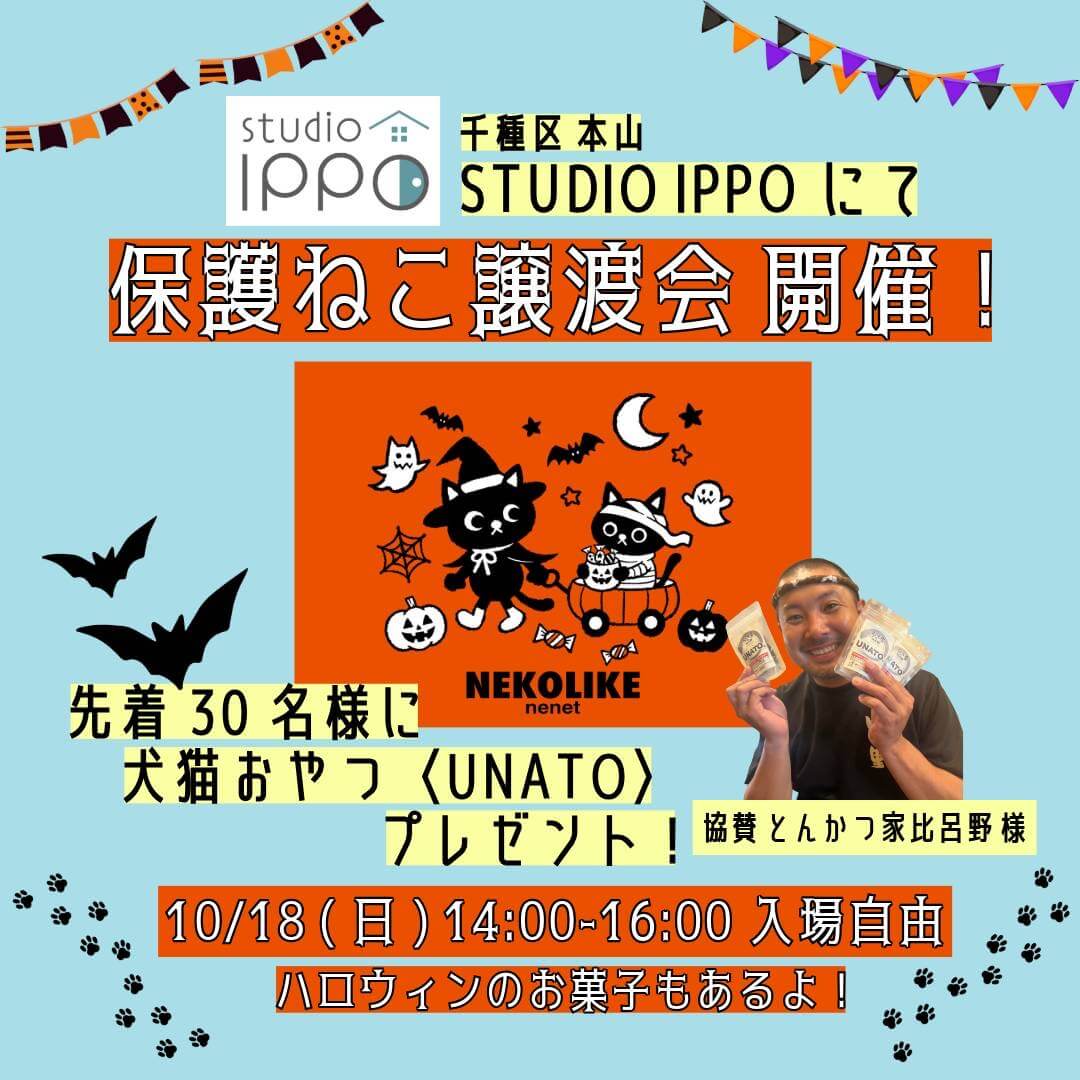 ★〓★〓★ねこの譲渡会★〓★〓★