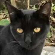 【1歳／人懐っこさ抜群！／クロネコの男の子】庭に迷い込んだ可愛い保護猫ちゃん、終生大切にしてくれる家族を募集します！