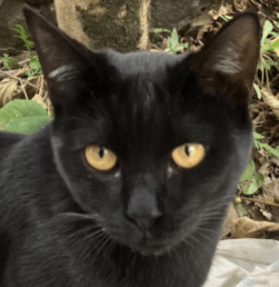【1歳/人懐っこさ抜群!/クロネコの男の子】庭に迷い込んだ可愛い保護猫ちゃん、終生大切にしてくれる家族を募集します!