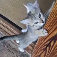 駆け寄って挨拶する可愛いキジ子ちゃん